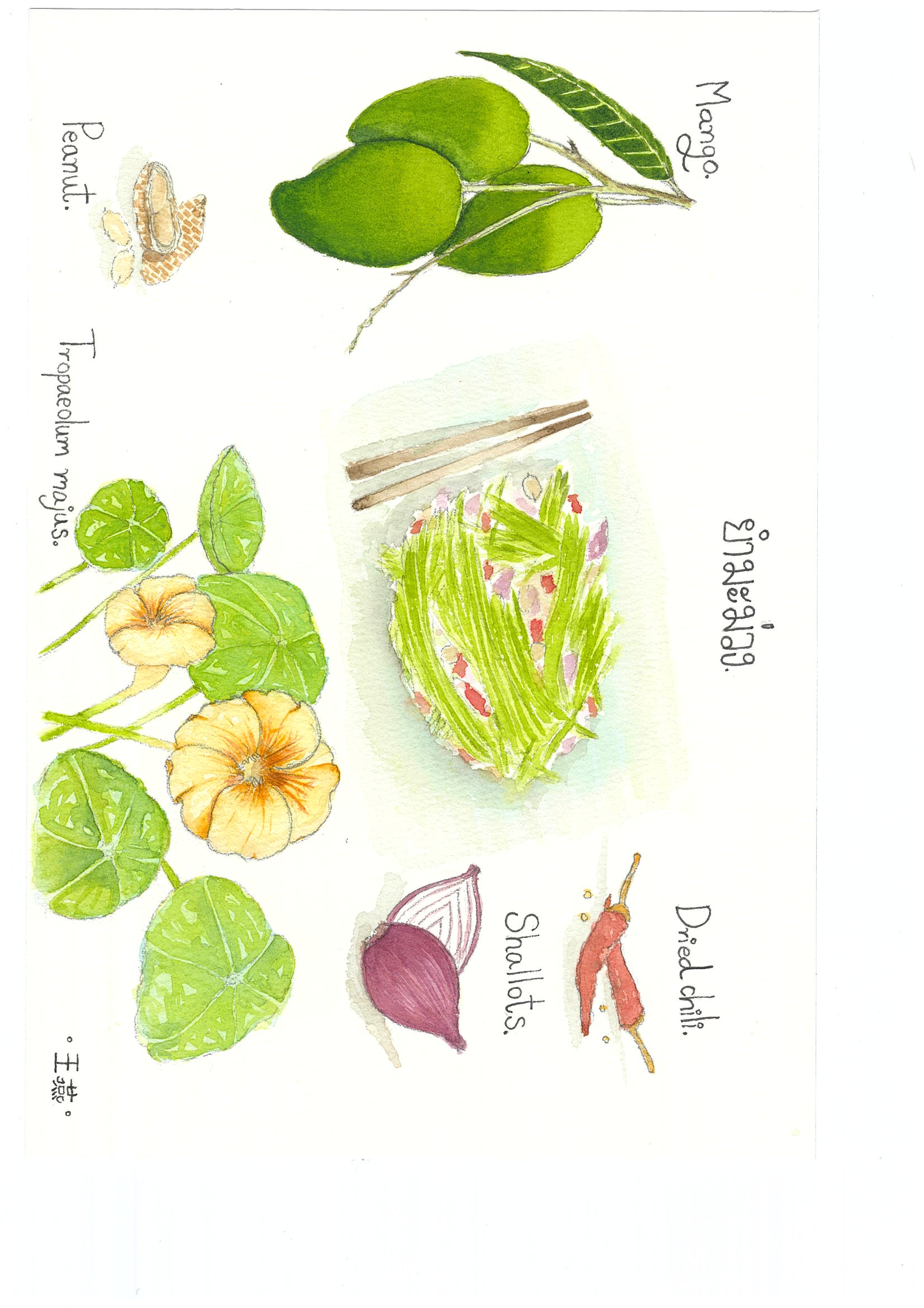 兩位太太的香料餐桌插畫