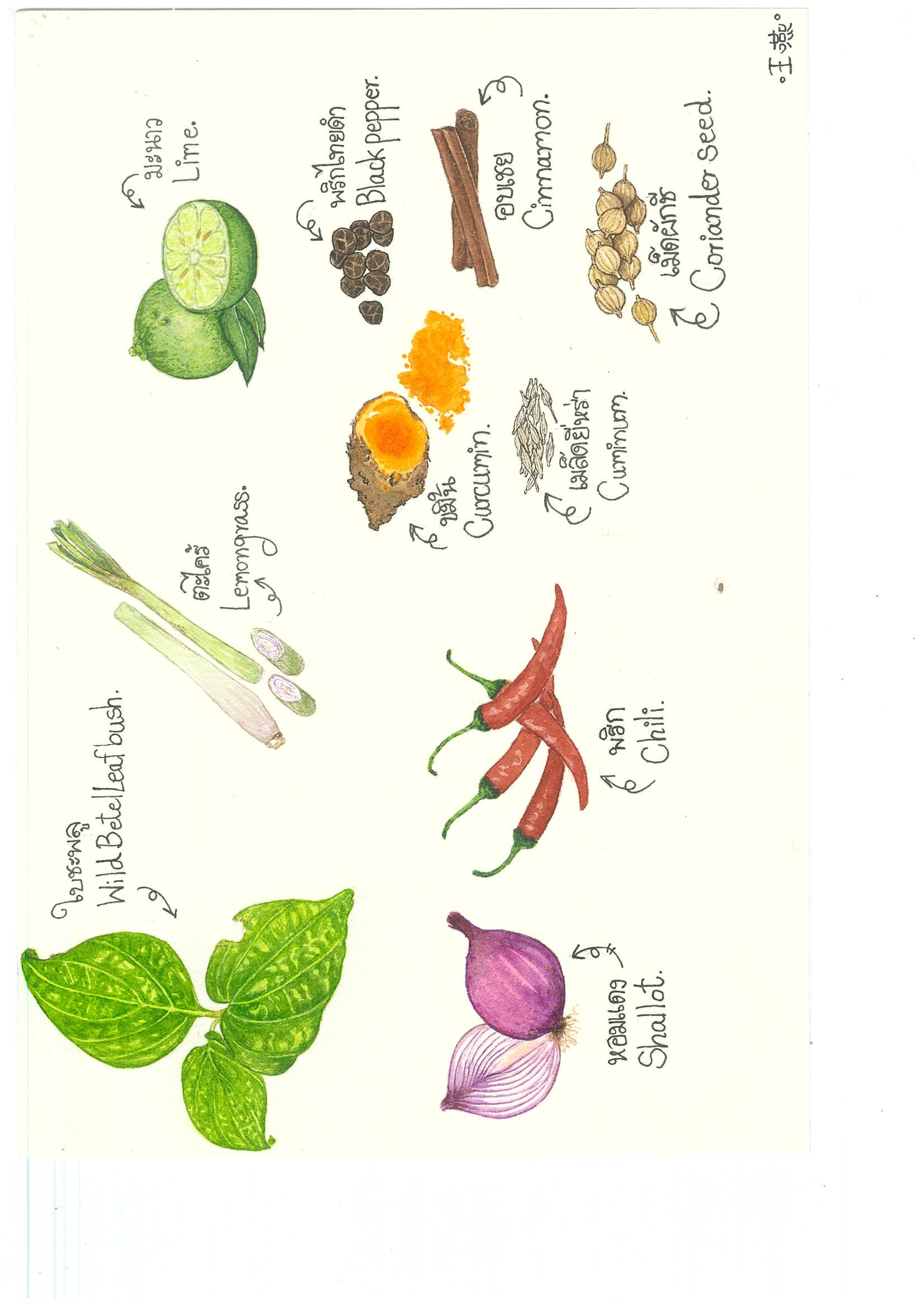 兩位太太的香料餐桌插畫