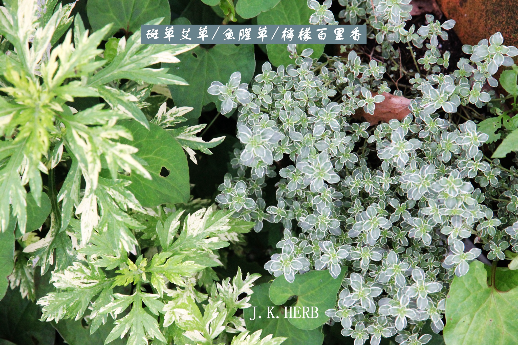 香草生活運用照片